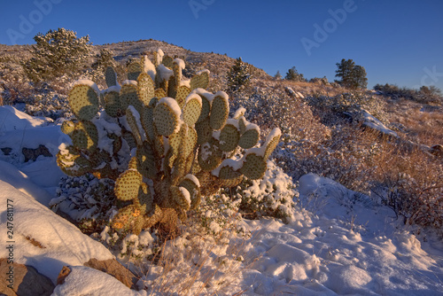 Morning sunlight shining on a snow covered Prickly Pear Cactus in Chino Valley AZ.