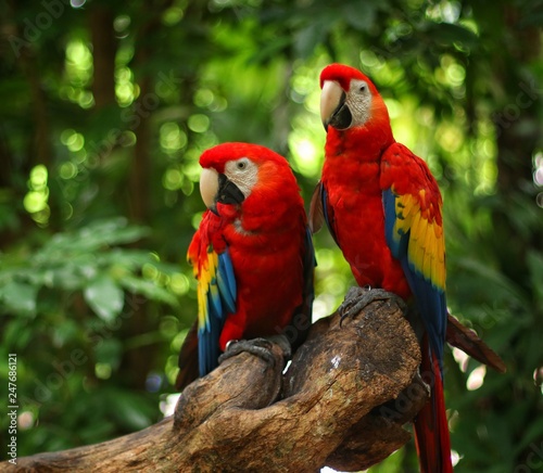 guacamayas