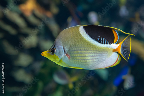 A Saddled Butterflyfish, Chaetodon ephippium - coral fish, detail,close up