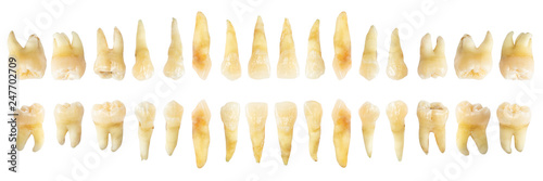 Tooth diagram ( photography ). Real teeth chart . front horizontal view . isolated white background