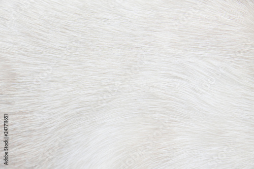 Fur cat light gray or white texture abstract for background , Natural animal short smooth patterns skin