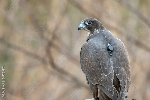 Falcon hunting. Closeup portrait of a falcon with telemetry transmitter