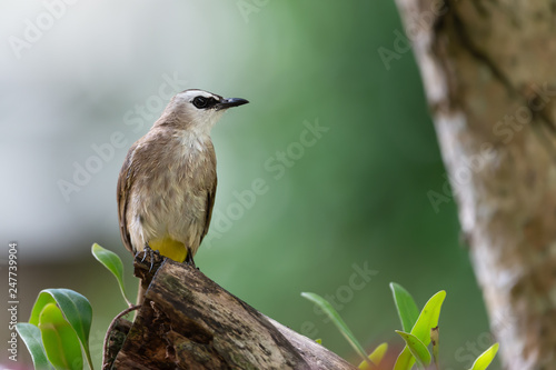 Closeup of brown mature bird ,front view..Yellow vented bulbul bird perching on broken branch looking for food with natural blurred background.