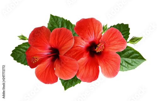 Hibiscus flowers in tropical arrangement