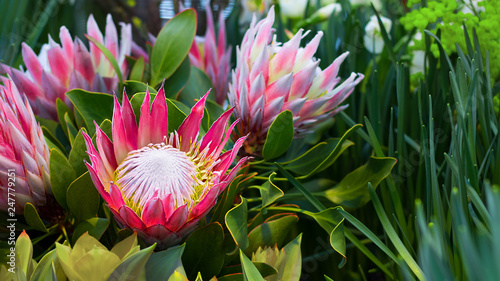 Protea round orange honey flowers. Selective focus. horizontal banner