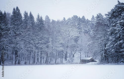 winter landscape with trees and house in winter