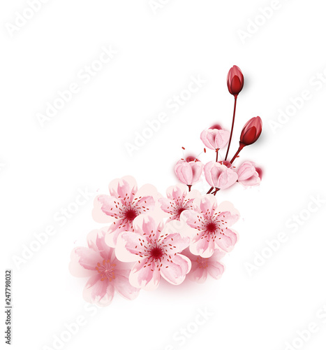vector cherry blossoms sakura flowers isolated on white background, Flower illustration, lovely greeting cards ,elements,invitation,brochure,banners,posters