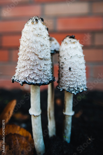 Shaggy ink cap. Lawyer's wig. Shaggy mane. The young mushrooms, before the gills start to turn black, are edible. Conditionally edible mushroom. Delicacy.