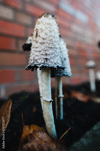 Shaggy ink cap. Lawyer's wig. Shaggy mane. The young mushrooms, before the gills start to turn black, are edible. Conditionally edible mushroom. Delicacy.