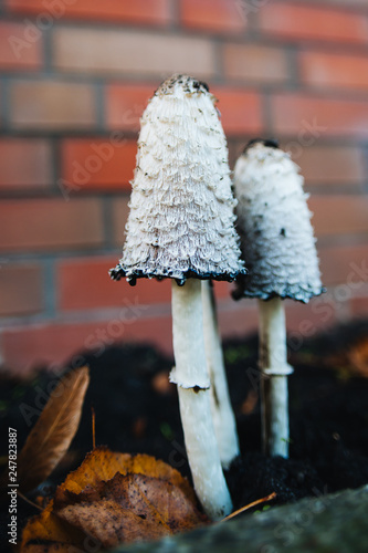 Shaggy ink cap. Lawyer's wig. Shaggy mane. The young mushrooms, before the gills start to turn black, are edible. Conditionally edible mushroom. Delicacy.