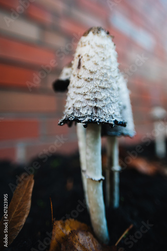 Shaggy ink cap. Lawyer's wig. Shaggy mane. The young mushrooms, before the gills start to turn black, are edible. Conditionally edible mushroom. Delicacy.