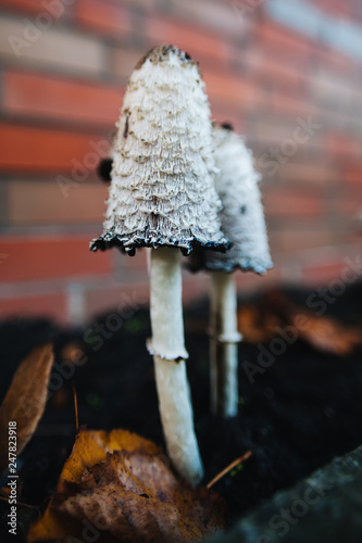 Shaggy ink cap. Lawyer's wig. Shaggy mane. The young mushrooms, before the gills start to turn black, are edible. Conditionally edible mushroom. Delicacy.