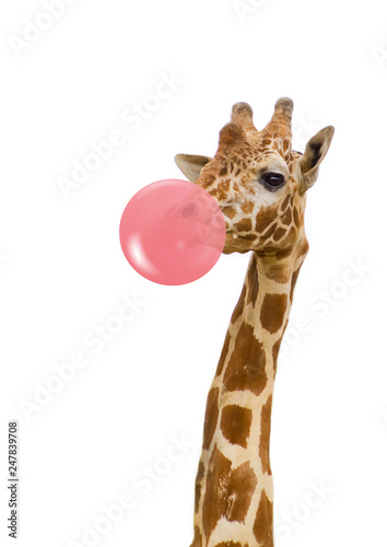giraffe with bubble gum