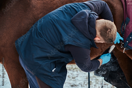 Veterinarian treating a brown purebred horse, papillomas removal procedure using cryodestruction, in an outdoor ranch