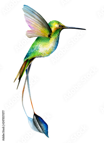 Hummingbird green bird. A little bird with a long tail in flight. Watercolor drawing. Isolated object on white background.