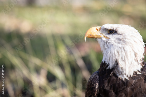 aves en reposo