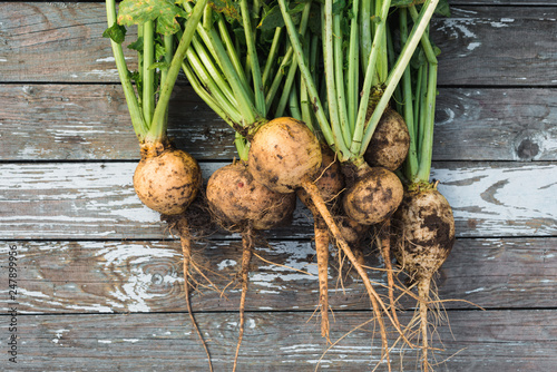 Freshly harvested turnip with soil over wooden background, top view