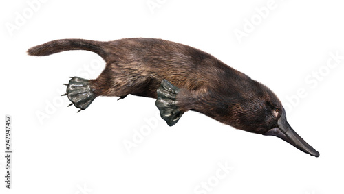 3D Rendering Platypus on White