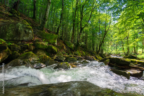 forest stream among the rocks. beautiful summer scenery with refreshing rapid flow. logs and branches of trees in the water. wonderful nature background. environment concept