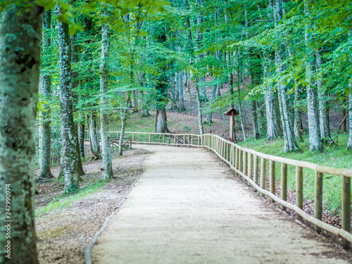 The Umbra Forest, a natural reserve part of Gargano National Park, Apulia, Italy