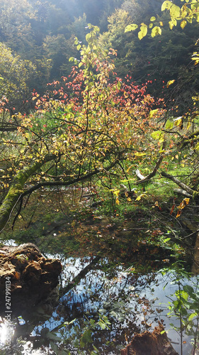 sadzawka w lesie z wystającymi pniami i konarami drzew otoczona jesiennymi kolorowymi drzewami
