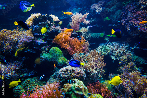 beautiful underwater world