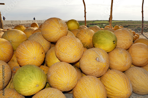 Zuckermelonen Usbekistan