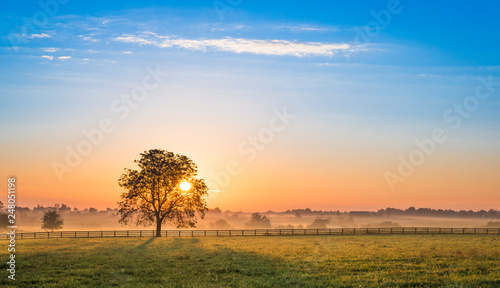 Sunrise Behind a Tree