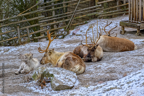 Reindeer (Rangifer tarandus) stag on white snow during a cold winter day in Skansen open-air museum, Stockholm, Sweden.