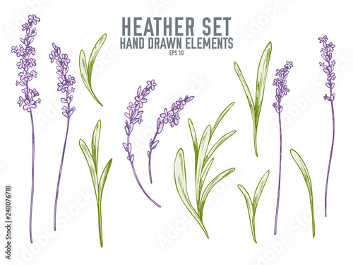 Vector collection of hand drawn pastel heather