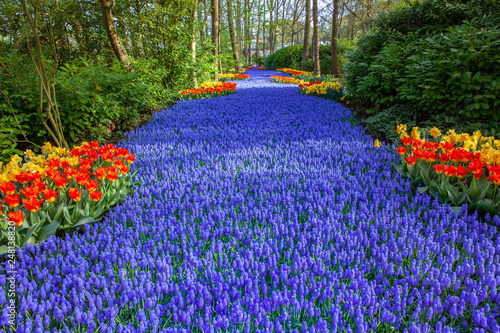 Keukenhof colorful Flowers.Gardens Lisse Netherlands