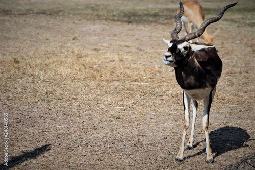 Blackbuck 