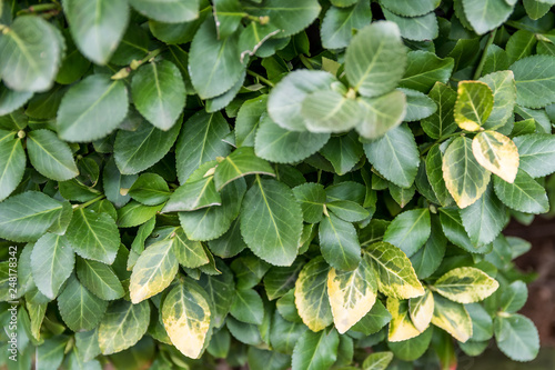 zielone i żółte liście żywopłotu