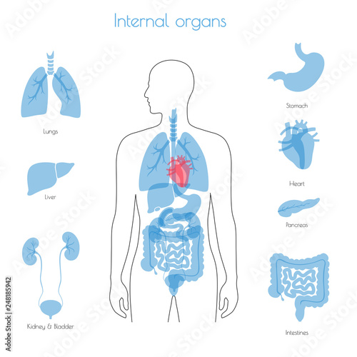 Human internal organs vector