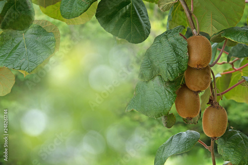 Kiwi fruits on a tree