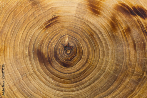 Wooden texture of a cut poplar stump
