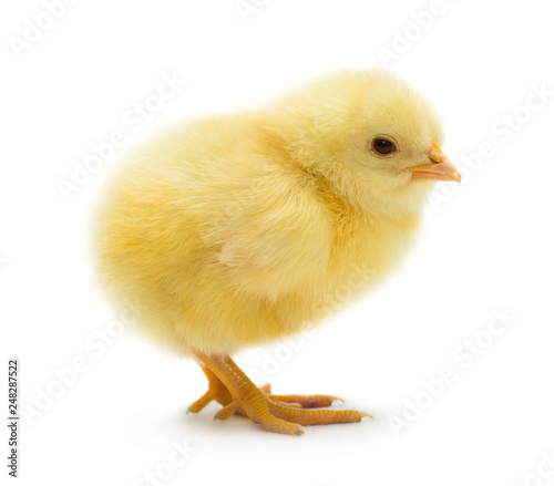 Cute little chicken