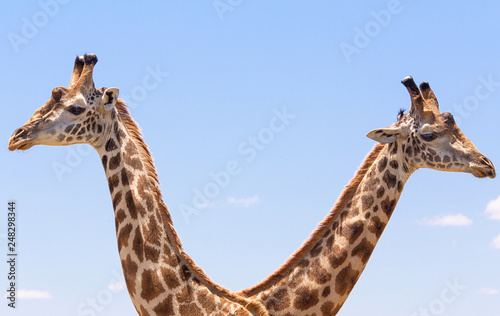 Giraffen Duo