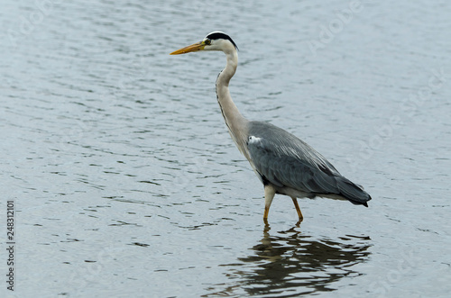 Heron cendre, ardea cinerea