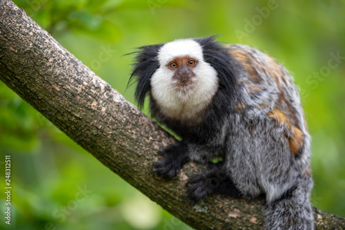 close-up view of cute callithrix geoffroyi monkey on branch