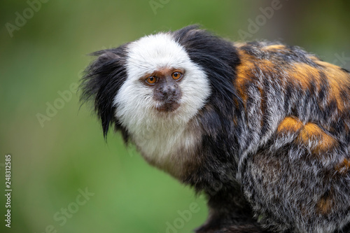 close-up view of cute callithrix geoffroyi monkey in wildlife