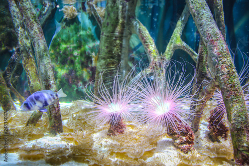 Beautiful anemone and fish on a coral reef