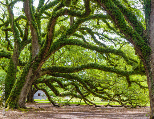 Southern live oak trees on Oak Alley Plantation, Vacherie, Louisiana, USA. Oak trees are massive, gnarled, with branches reaching to the ground