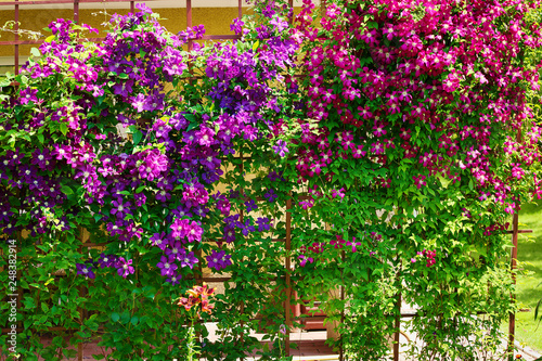 Purple clematis flowers blooming on shrub in sunlight. Spring garden in blossom.