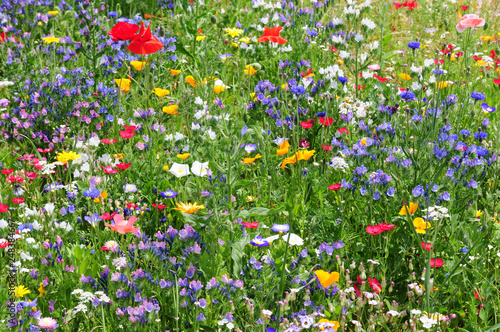 Colorful wildflowers in summer meadow - Wildblumenwiese