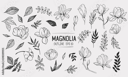 Set of magnolia with leaves. Floral elements for design. Vector. Isolated