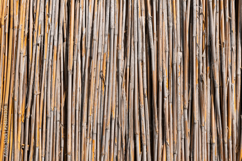 Reed wall, background, or texture in daylight.