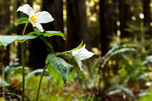 White trillium (Trillium ovatum), a spring wildflower, in a redwood forest