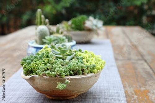 Mix variety of succulent and sedum decorating as a house plant for limited space gardening