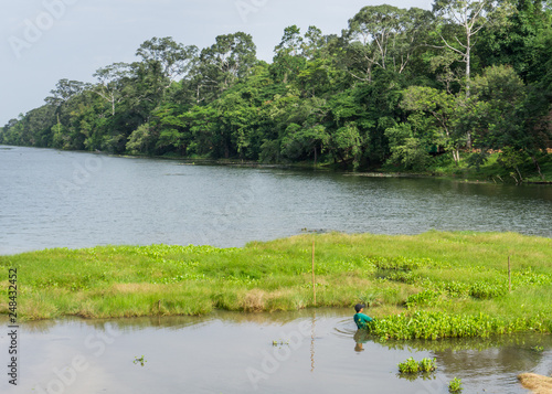 Siem Reap, Cambodia - 21.07.2018: Worker removes floating vegetation on the man made moat surrounding Angkor Thom